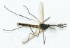 Aedes rusticus